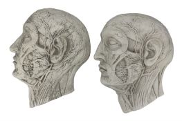 Two large cast plaster anatomical écorché wall mounts depicting a male head