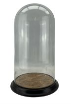 Late 19th/early 20th century display stand with glass dome on a stained wood base and compressed bun