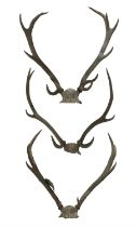 Antlers / Horns: Three pairs of stag antlers