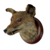 Taxidermy; Red fox mask (Vulpes vulpes)