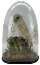 Taxidermy: Barn Owl (Tyto alba)