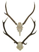 Antlers / Horns: Three pairs of stag antlers