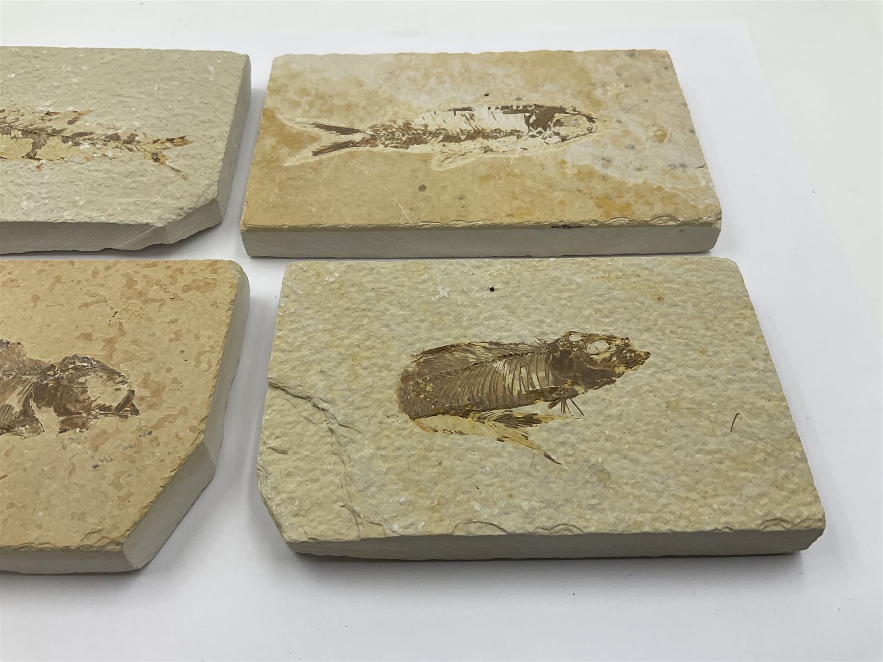 Four fossilised fish (Knightia alta) each in an individual matrix - Image 7 of 7