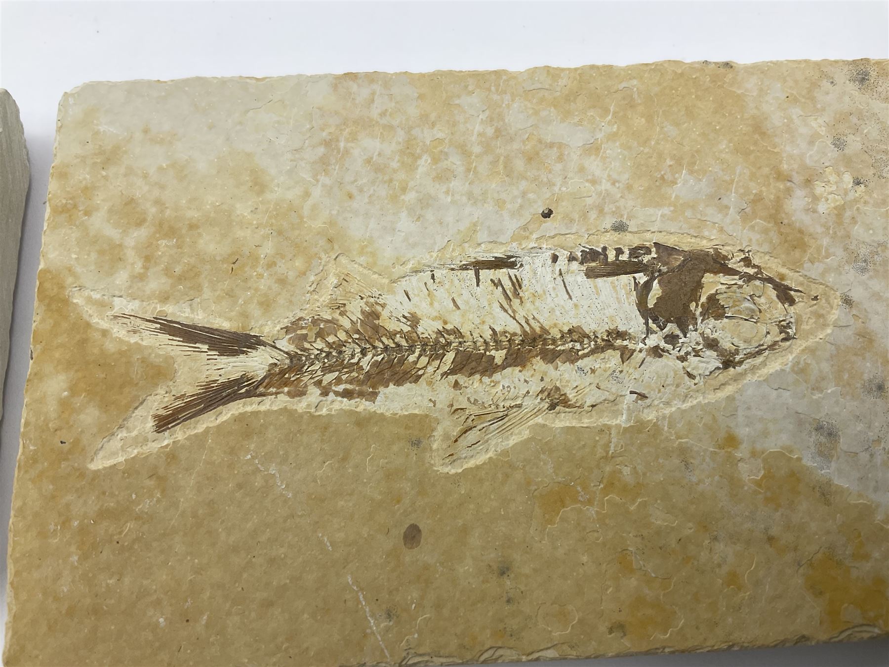 Four fossilised fish (Knightia alta) each in an individual matrix - Image 3 of 7