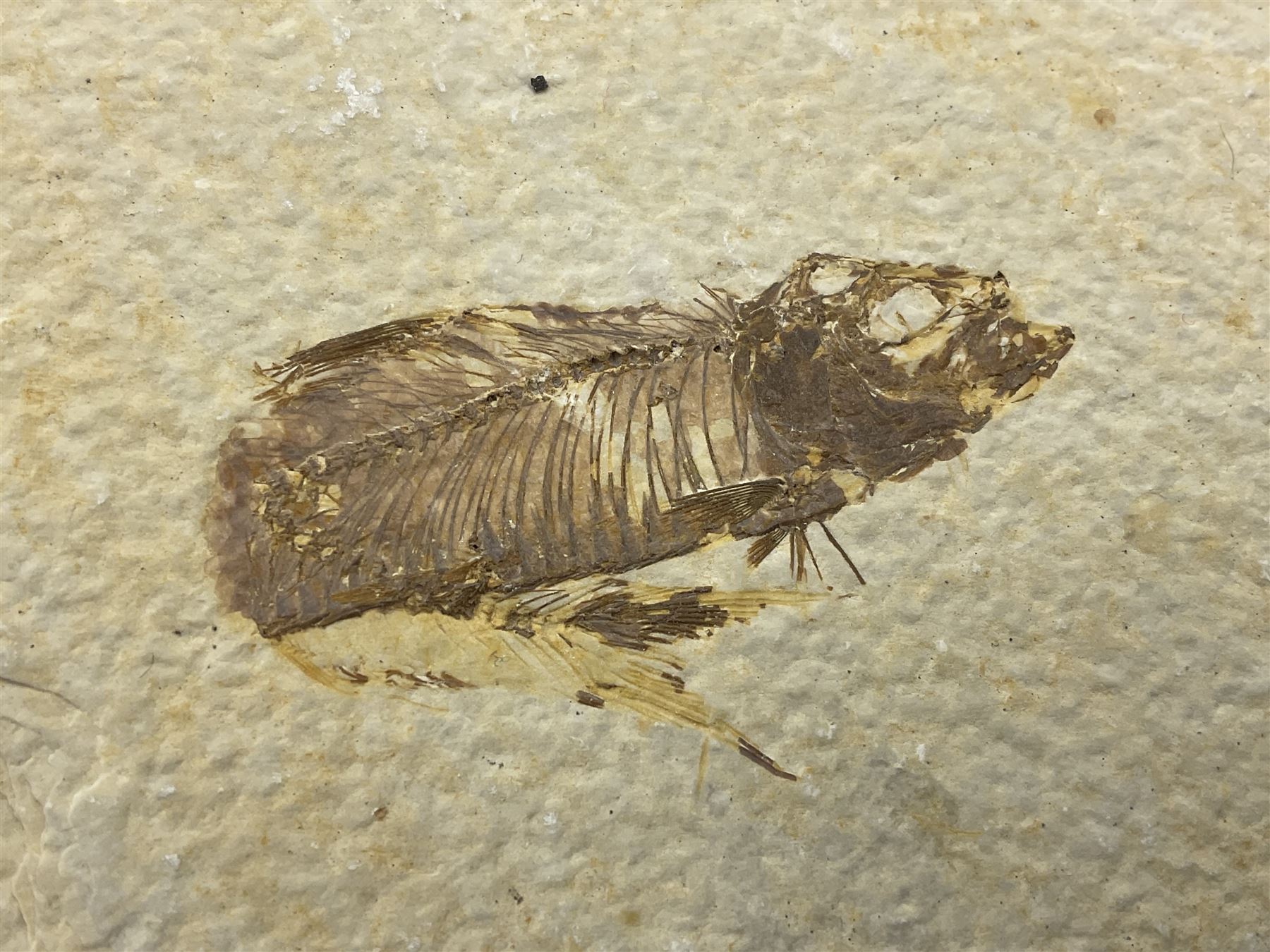 Four fossilised fish (Knightia alta) each in an individual matrix - Image 5 of 7