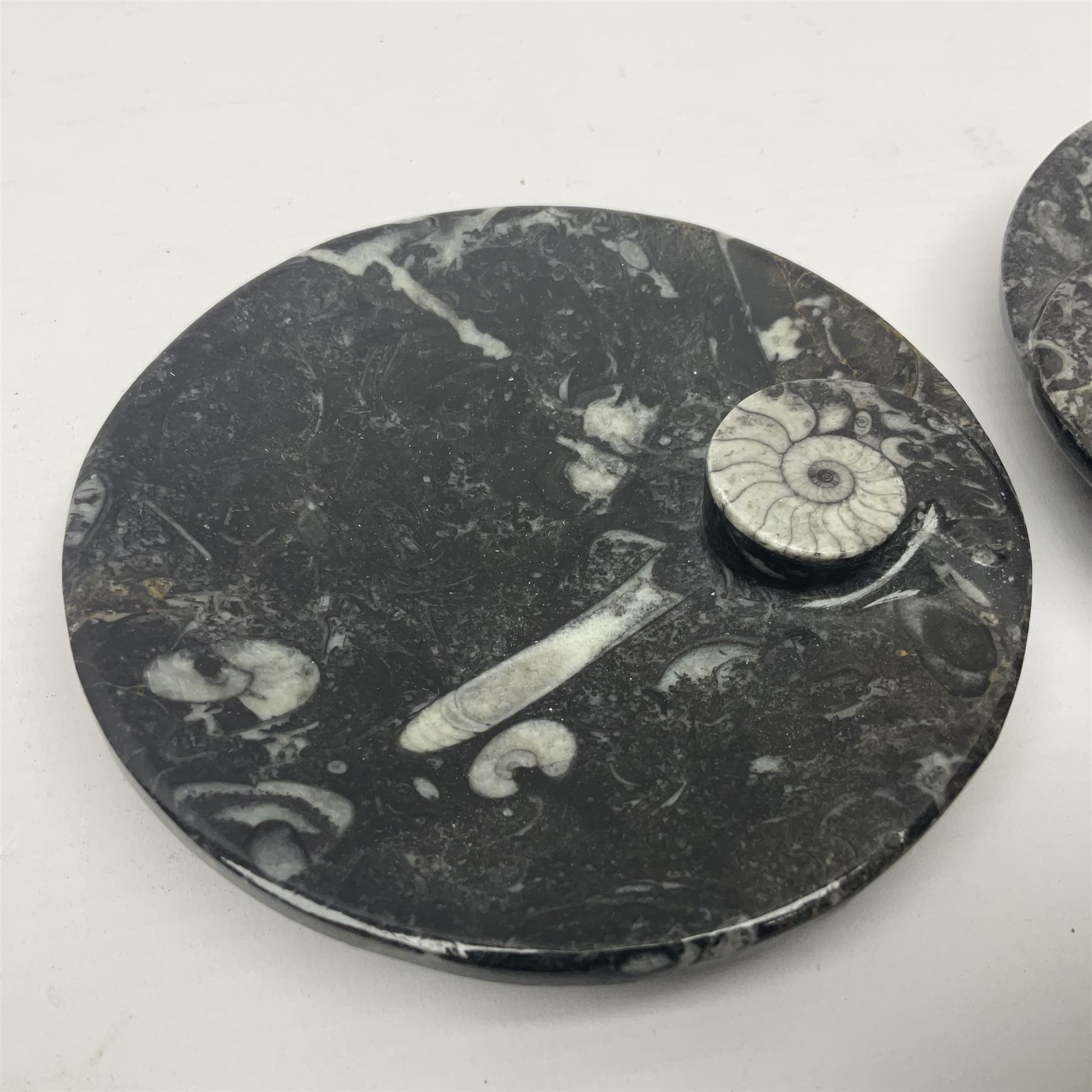 Pair of circular dishes with a raised goniatite and orthoceras and goniatite inclusions - Image 2 of 7