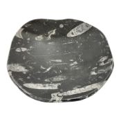 Free form dish with orthoceras and goniatite inclusions