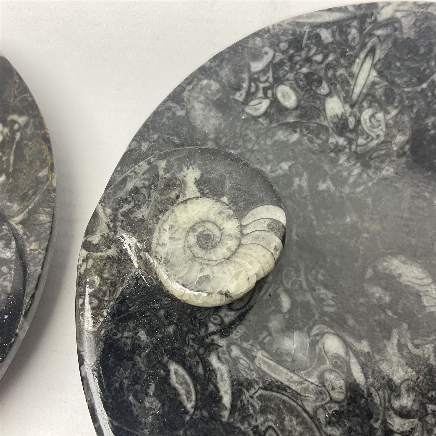 Pair of circular dishes with a raised goniatite and orthoceras and goniatite inclusions - Image 5 of 7