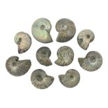 Ten ammonite fossils with nacreous aragonite shells