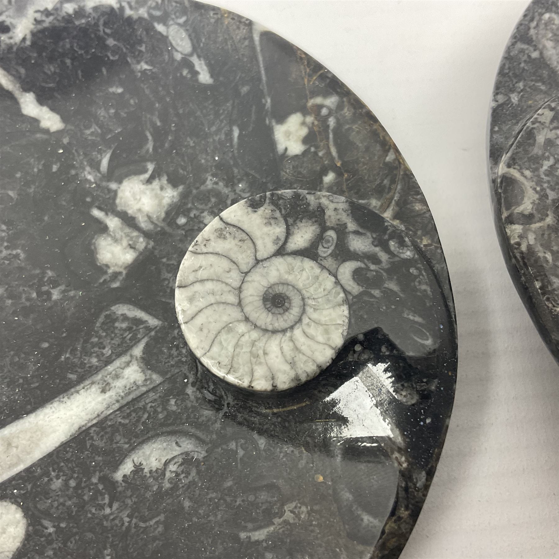Pair of circular dishes with a raised goniatite and orthoceras and goniatite inclusions - Image 3 of 7
