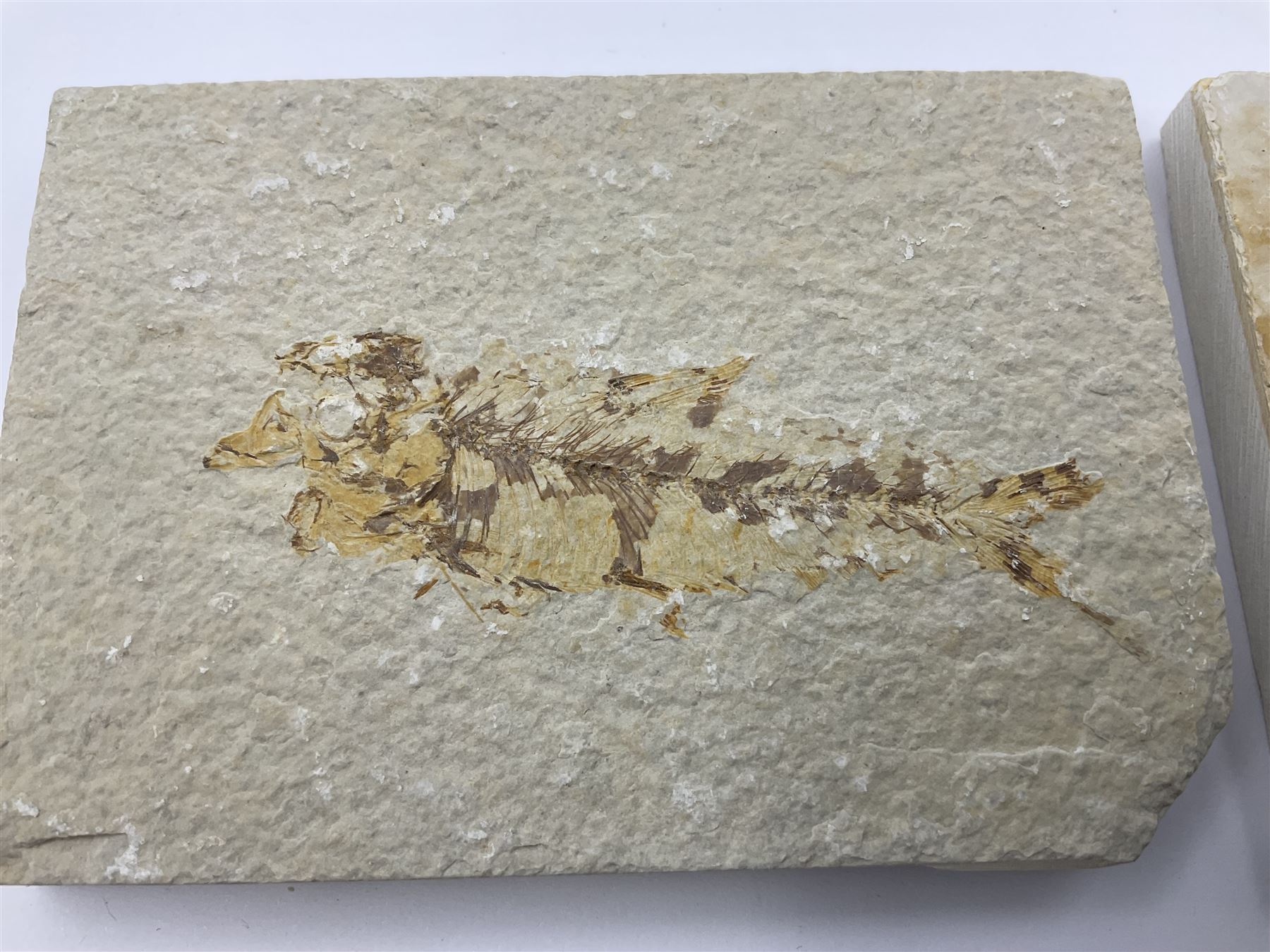 Four fossilised fish (Knightia alta) each in an individual matrix - Image 2 of 7