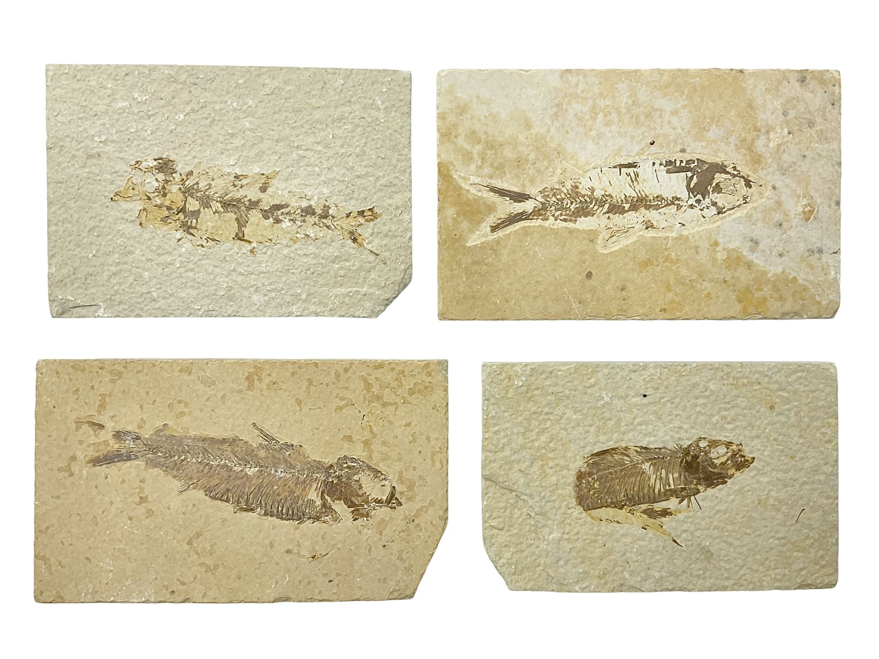 Four fossilised fish (Knightia alta) each in an individual matrix