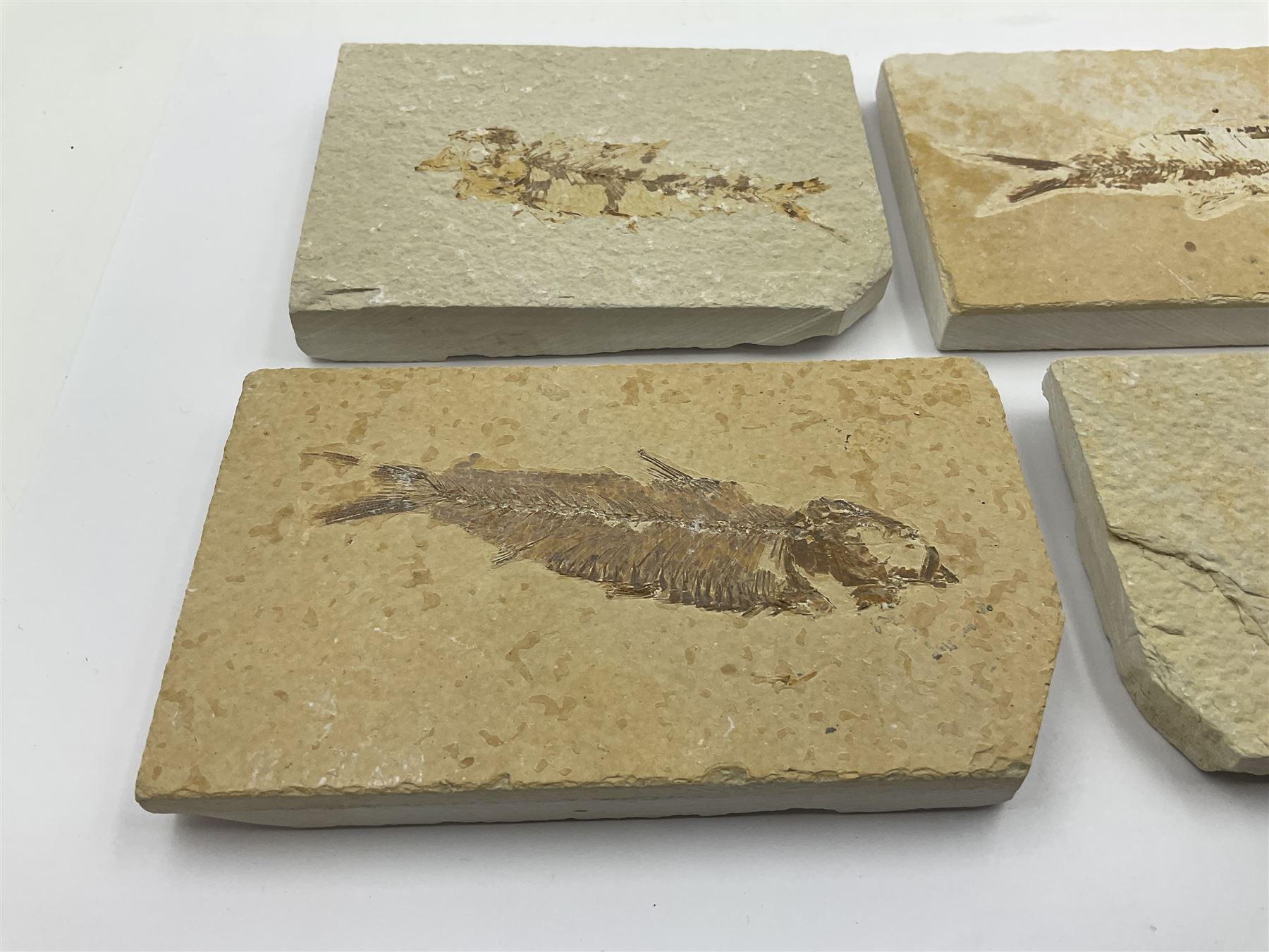 Four fossilised fish (Knightia alta) each in an individual matrix - Image 6 of 7