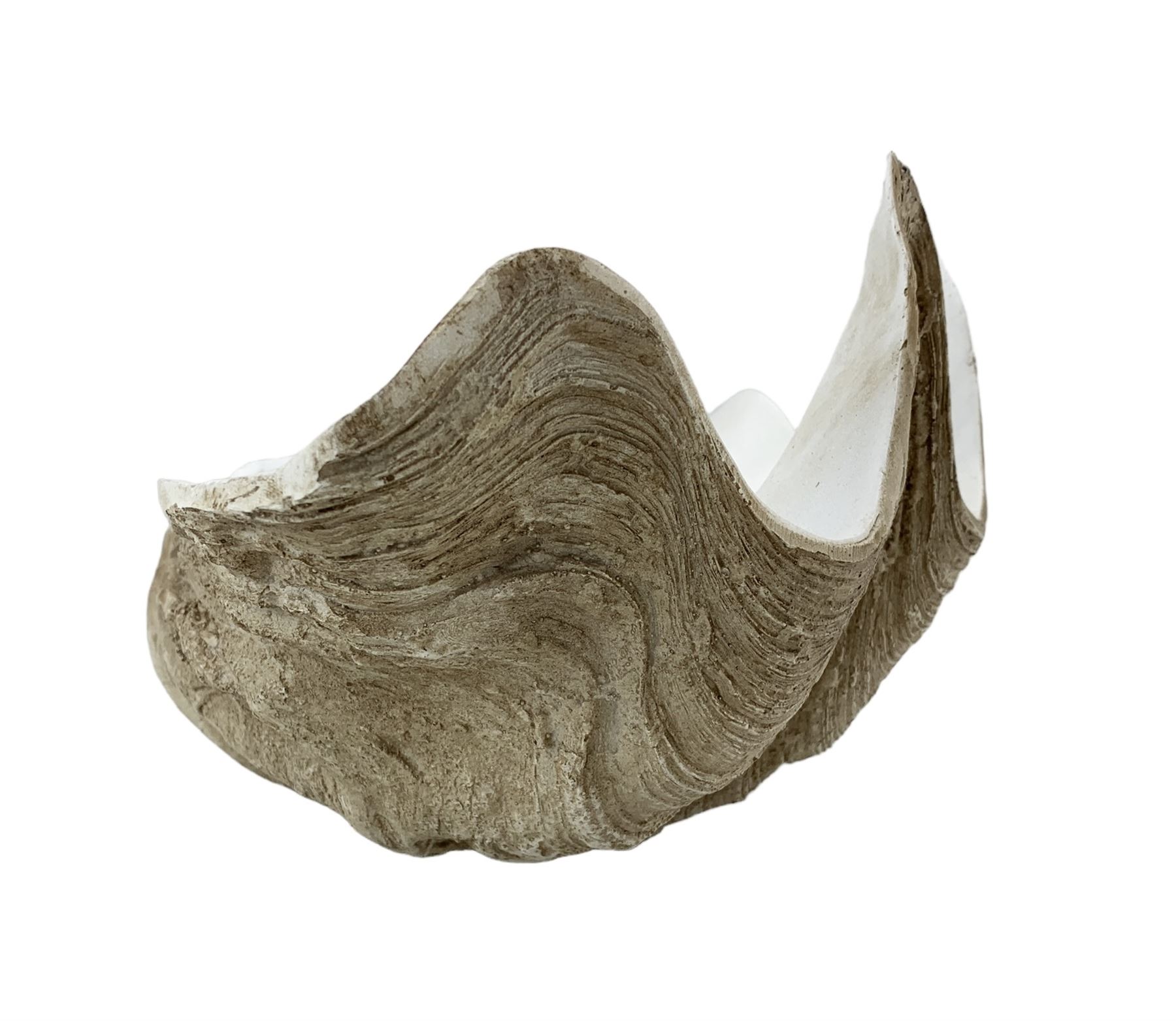 Large faux model of a clam shell - Image 3 of 3