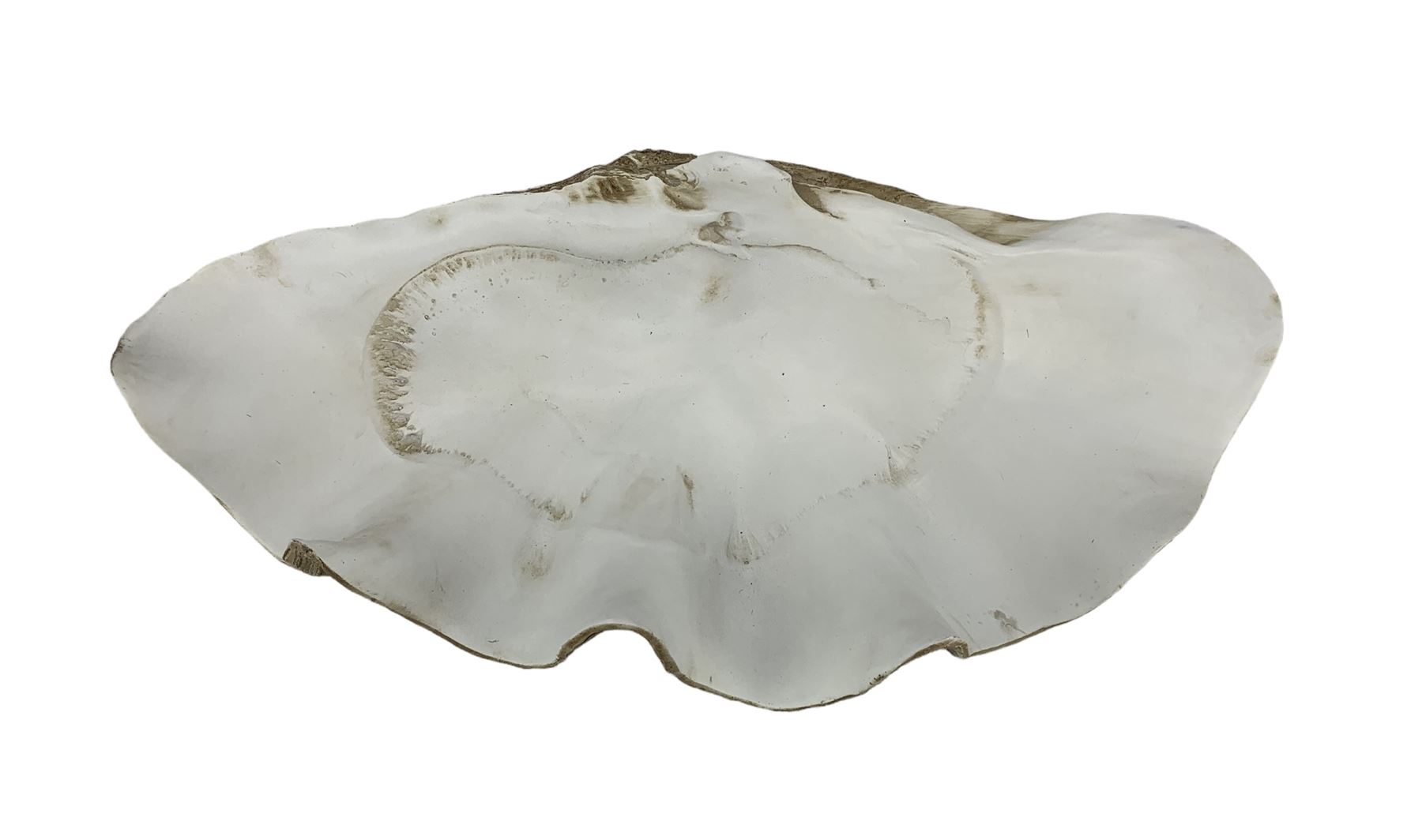 Large faux model of a clam shell - Image 2 of 3