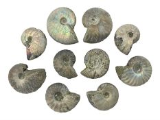 Ten ammonite fossils with nacreous aragonite shells
