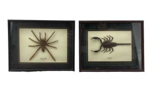 Entomology: Malaysia Scorpion and Tiger Spider