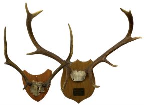 Antlers/ Horns: Pair of 20th century stag deer antlers