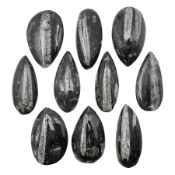 Ten individual polished orthoceras fossils