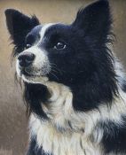 Andrew Hutchinson (British 1961-): Portrait of a Border Collie