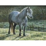 Andrew Hutchinson (British 1961-): Dappled Grey Pony