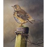 Andrew Hutchinson (British 1961-): Song Thrush Perching