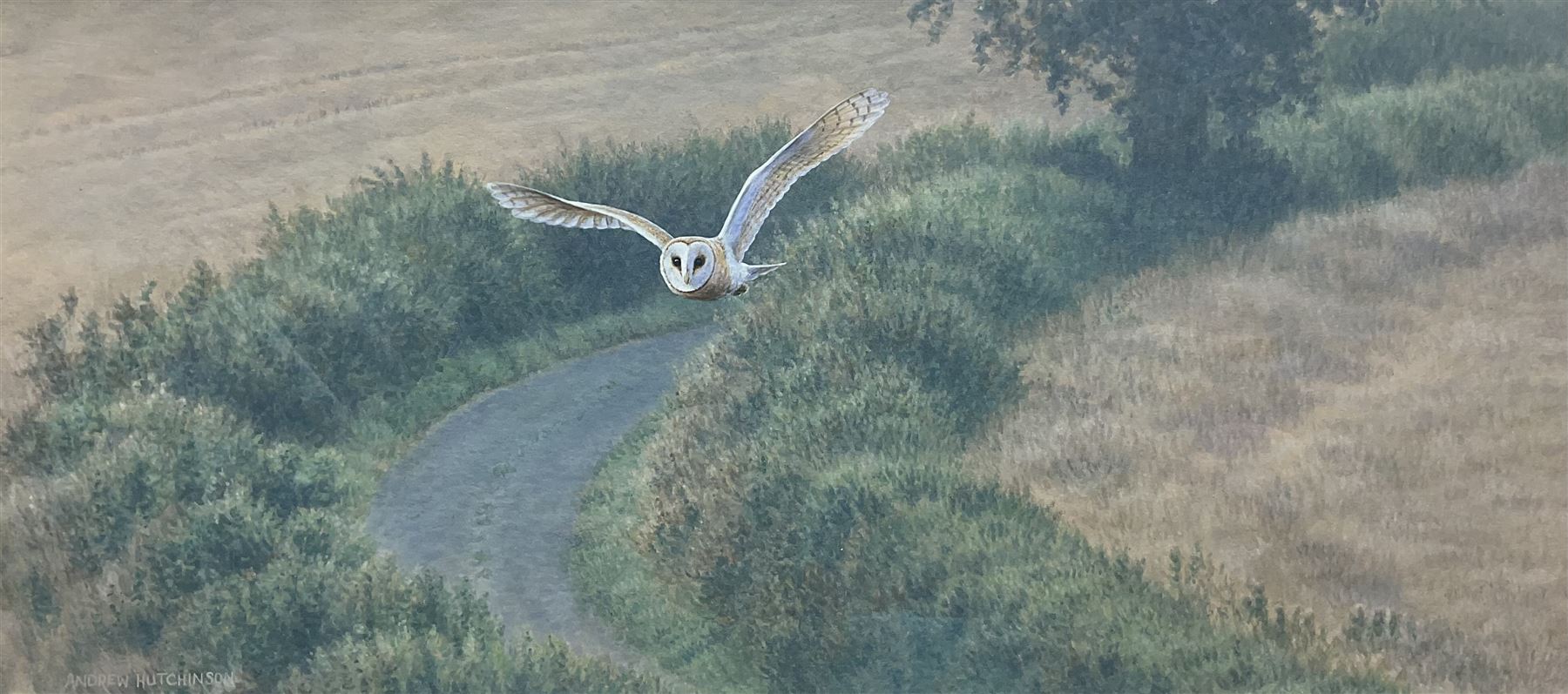 Andrew Hutchinson (British 1961-): Barn Owl in Flight
