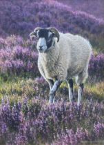 Andrew Hutchinson (British 1961-): Swaledale Sheep in Moorland Heather