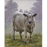 Andrew Hutchinson (British 1961-): Cow Study