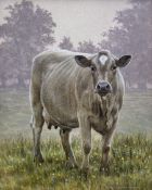 Andrew Hutchinson (British 1961-): Cow Study