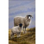 Andrew Hutchinson (British 1961-): Swaledale Sheep with Lamb