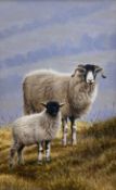 Andrew Hutchinson (British 1961-): Swaledale Sheep with Lamb