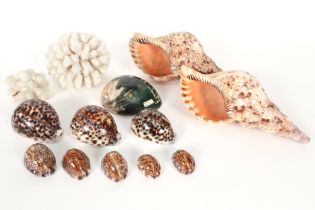 various lot of shells || Lot schelpen