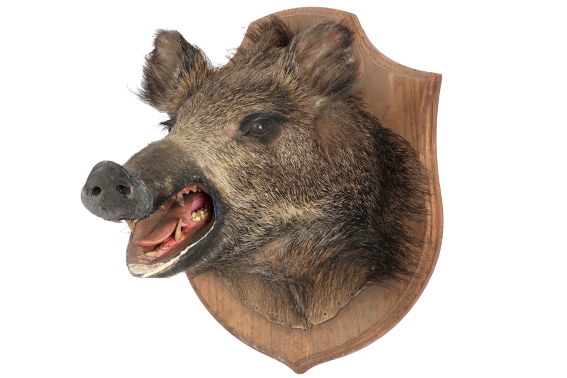 hunting trophy : head of a wild boar || Jachttrofee : opgezette everzwijnenkop - hoogte : ca 40 cm - Bild 2 aus 3