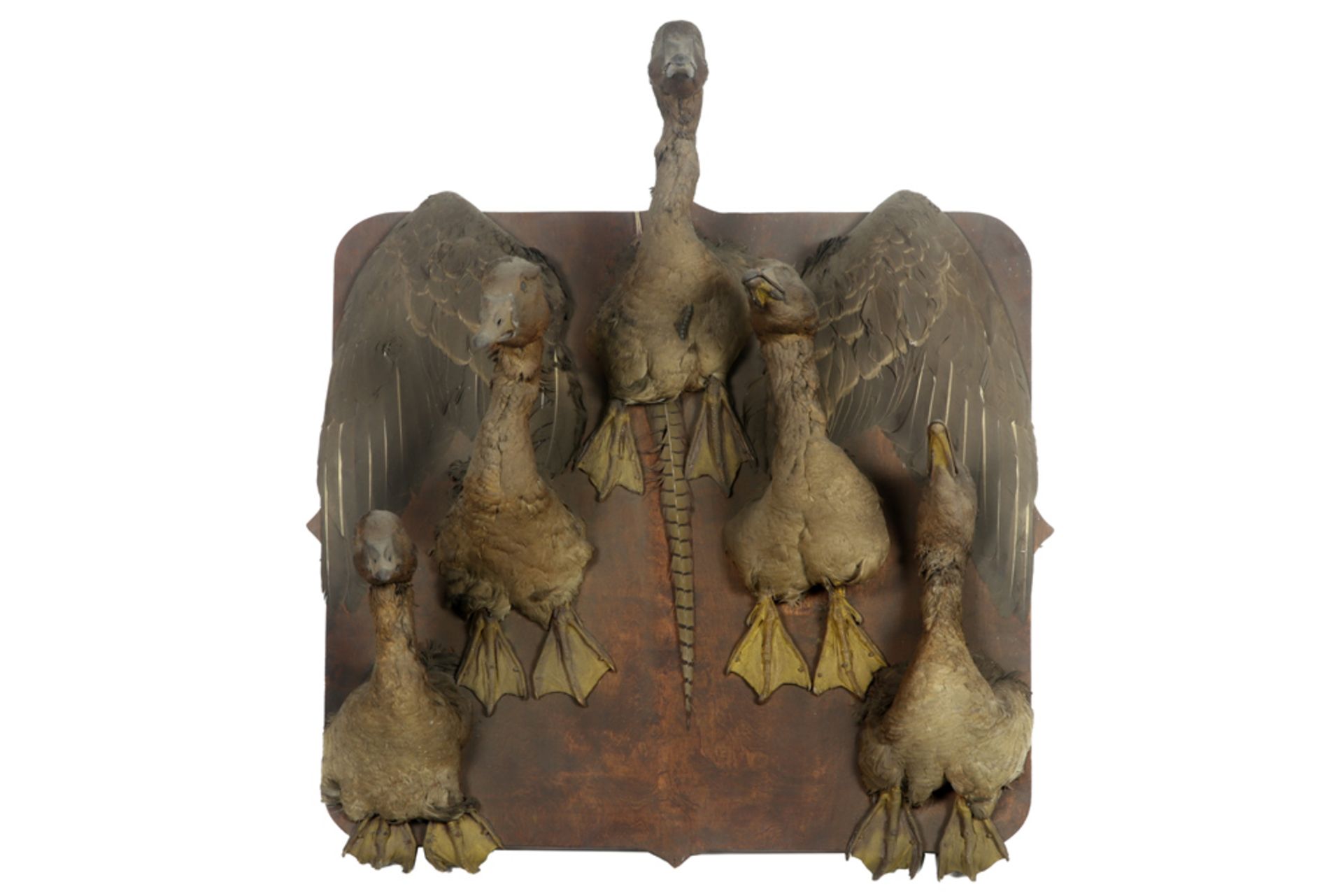 hunting trophies with ducks || Jachttafereel met opgezette eenden - ca 78 x 66