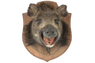 hunting trophy : head of a wild boar || Jachttrofee : opgezette everzwijnenkop - hoogte : ca 40 cm