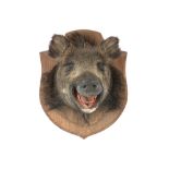 hunting trophy : head of a wild boar || Jachttrofee : opgezette everzwijnenkop - hoogte : ca 40 cm