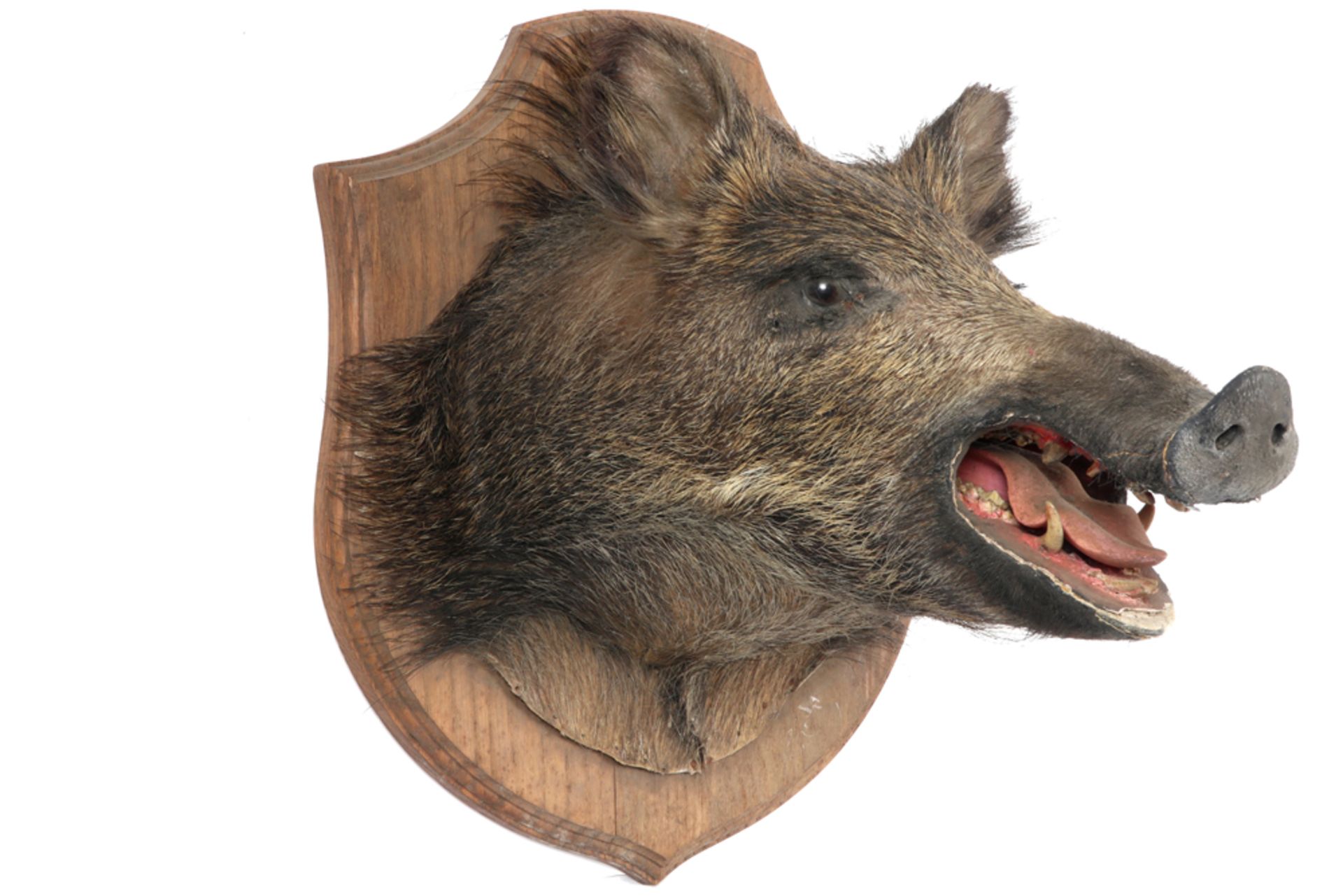 hunting trophy : head of a wild boar || Jachttrofee : opgezette everzwijnenkop - hoogte : ca 40 cm - Bild 3 aus 3