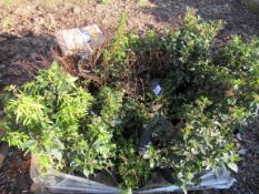 Quantity various plants to pallet