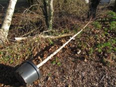 Silver Birch Tree