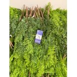 Approximately 50 Artificial Hanging Ferns