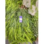 Approximately 50 Artificial Hanging Ferns