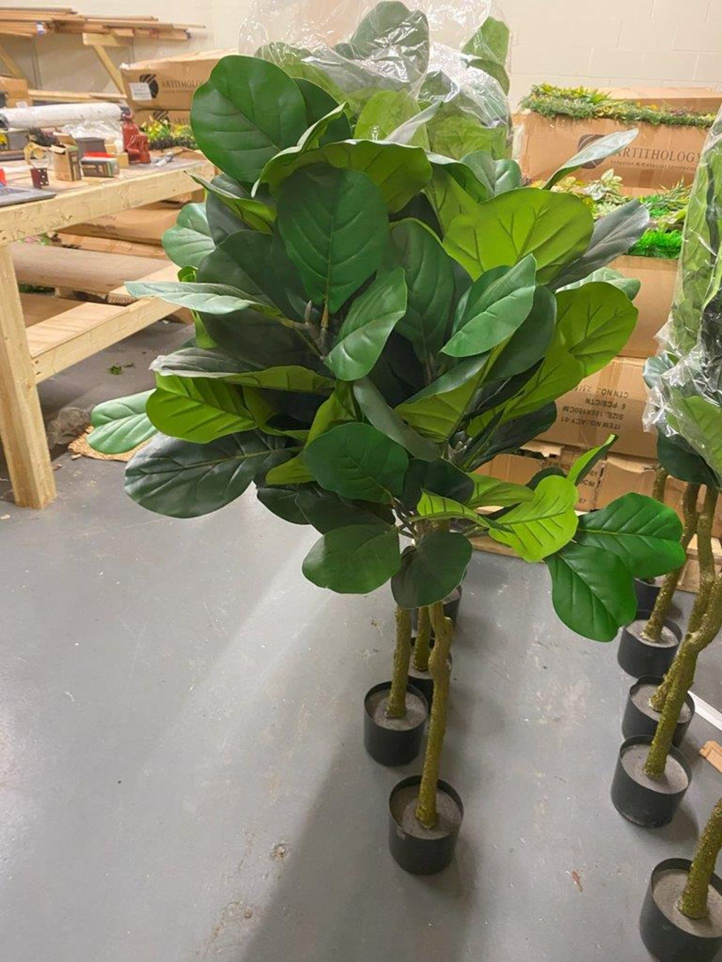 6 x Fig Fiddle Leaf Artificial Plants - Image 2 of 2