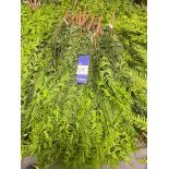 Approximately 50 Artificial Hanging Ferns