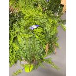 Approximately 50 Artificial Hanging Ferns