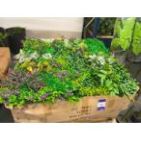 Box of 6 1000mm x 1000mm Paddington Design Artificial Green Wall; Approximate Retail Value; £660.00