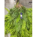 Approximately 50 Artificial Hanging Ferns