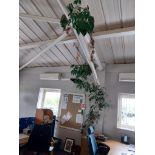 Large climbing plant approx. 5m