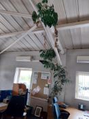 Large climbing plant approx. 5m