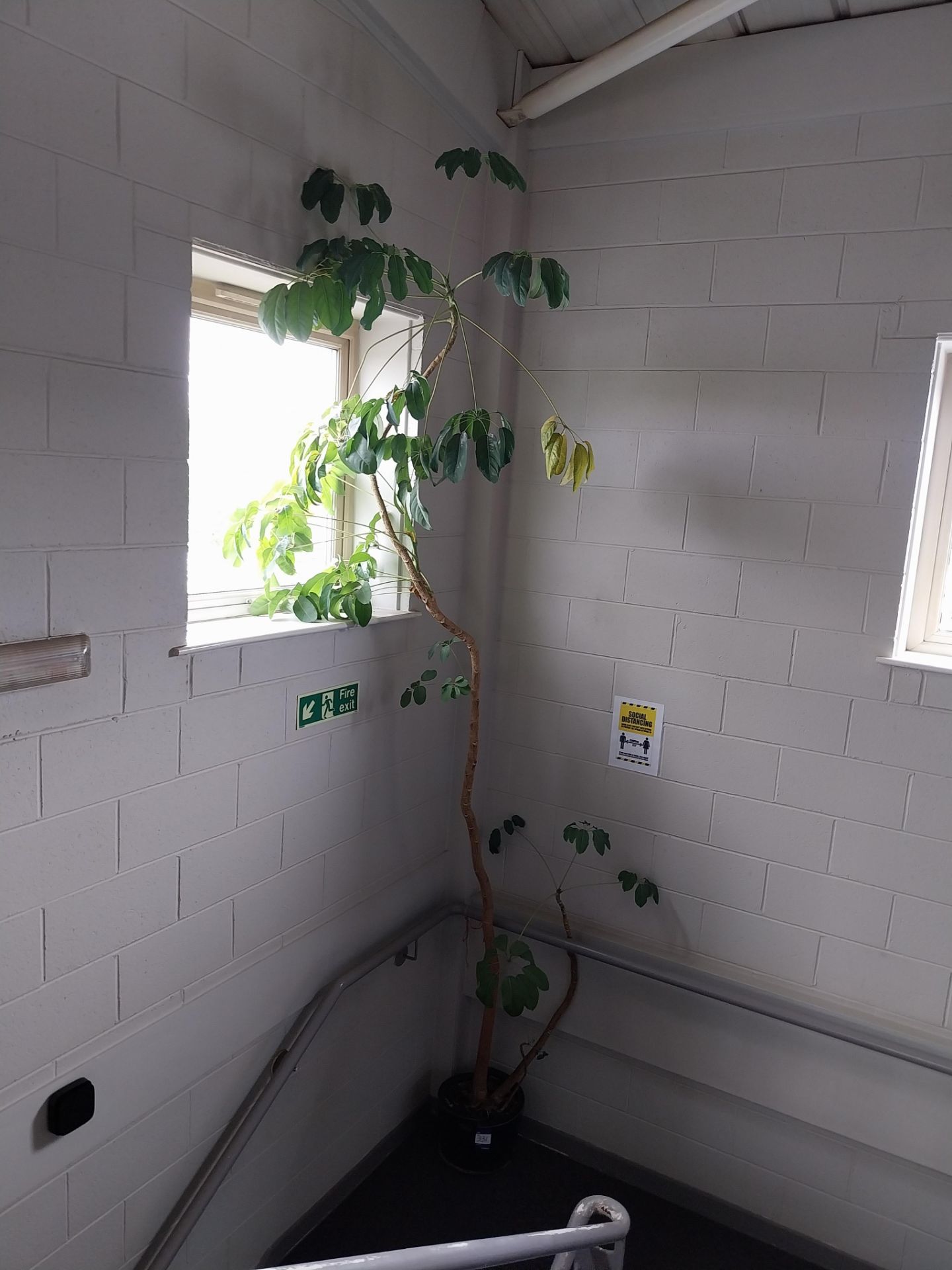 Large plant approx. 4m tall